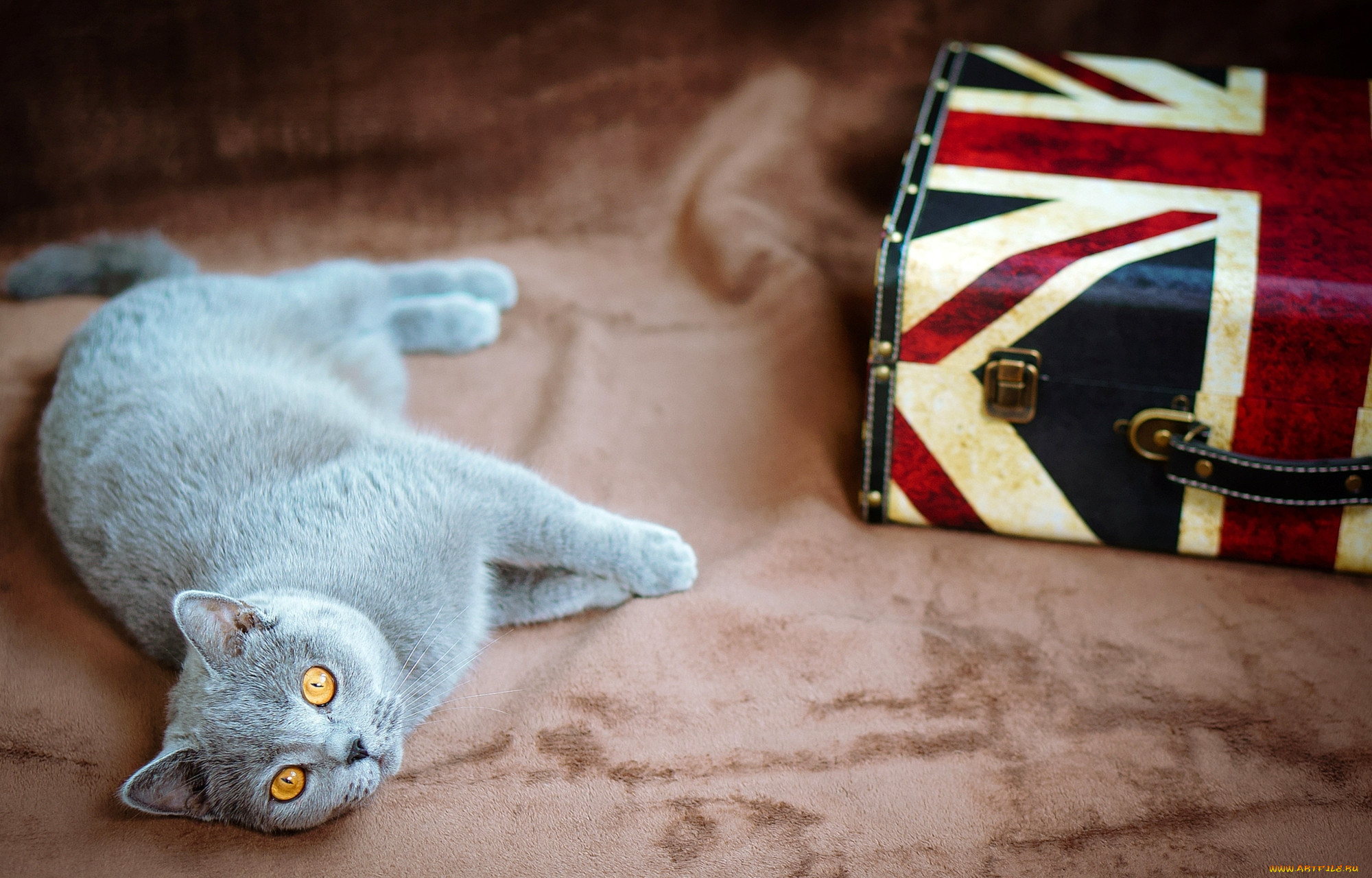 Кот с английского на русский. Британец. Британские котики. Обои на рабочий стол кошки. Обои британский кот.